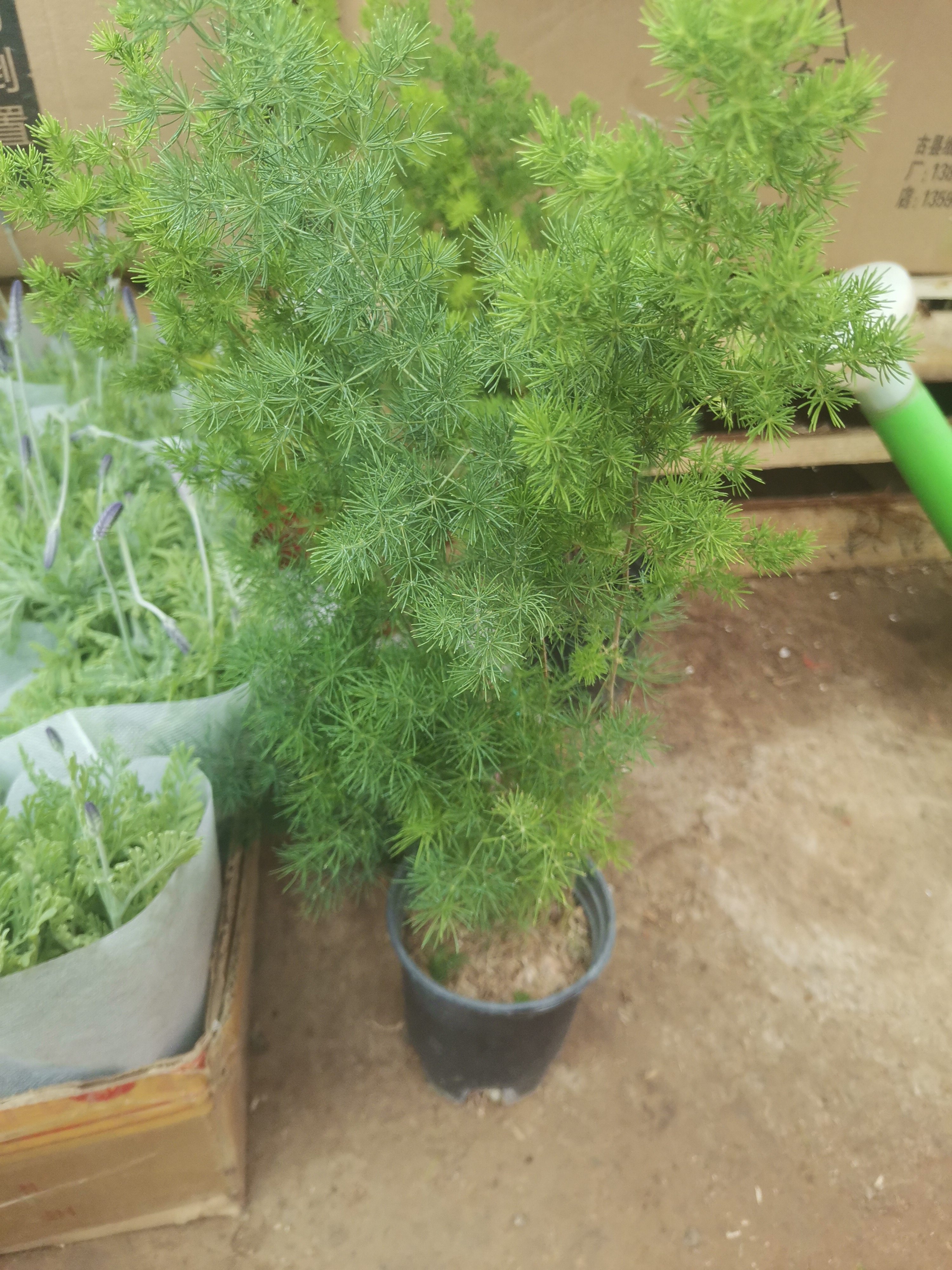 蓬莱松植物盆栽招财防辐射客厅室内办公好养花卉四季常青净化空气