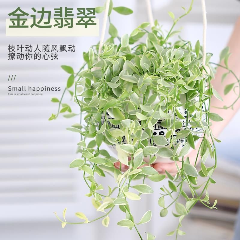 金边翡翠吊兰盆栽垂吊花卉室内植物办公室防辐射绿植创意礼物