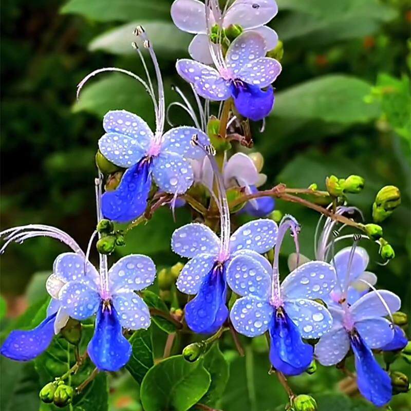 蓝蝴蝶花苗阳台盆栽花卉植物四季开花蓝色奇特花朵易养好活