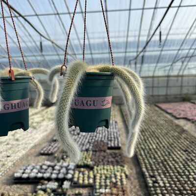 精品长毛九尾狐多头 多肉盆栽猴尾柱软毛植物尾巴开花室内仙人掌