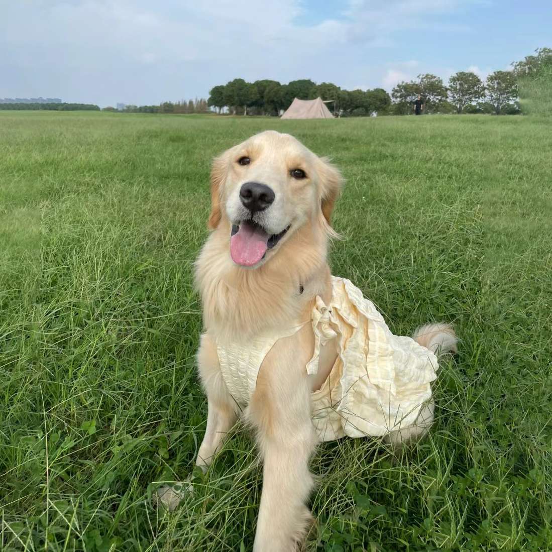 大狗衣服公主新款连衣裙可爱浪漫