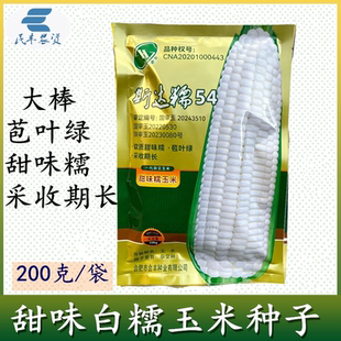斯达糯54高产早熟优质甜味糯白糯玉米优质种子适合多区域春播夏播