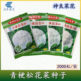 小米白玉65 75 80 108青梗松花菜种子有细米粒花椰菜机菜花菜神良