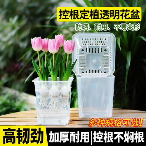 水培透明方盆蝴蝶兰水养水生绿植