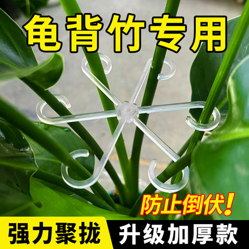 龟背竹支撑杆植物花的固定支撑架