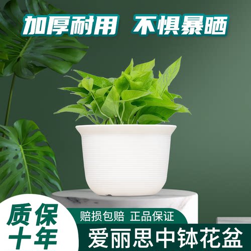 爱丽思中钵花盆带托盘