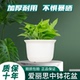 爱丽思中钵树脂情绪稳定多肉塑料加厚爱丽丝花盆栽绿萝圆型花盆