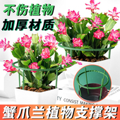 蟹爪兰专用支架植物防倒伏支架杆加粗多层设计造型固定支架爬藤架