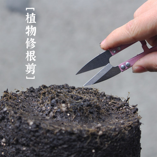 张小泉园艺枝剪多肉修根剪