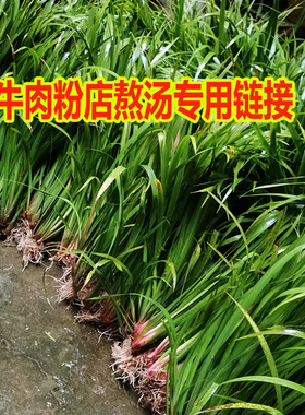 贵州新鲜三奈现挖种植山奈五香草牛肉粉店熬汤去腥增山萘食用香料