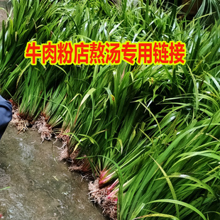 贵州新鲜三奈现挖种植山奈五香草牛肉粉店熬汤去腥增山萘食用香料