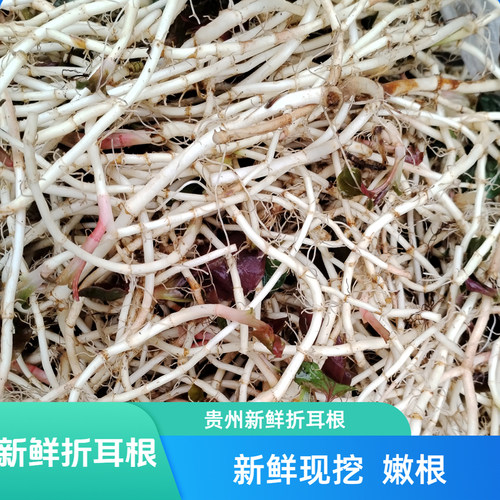 贵州山林野生折耳根嫩根鱼腥草