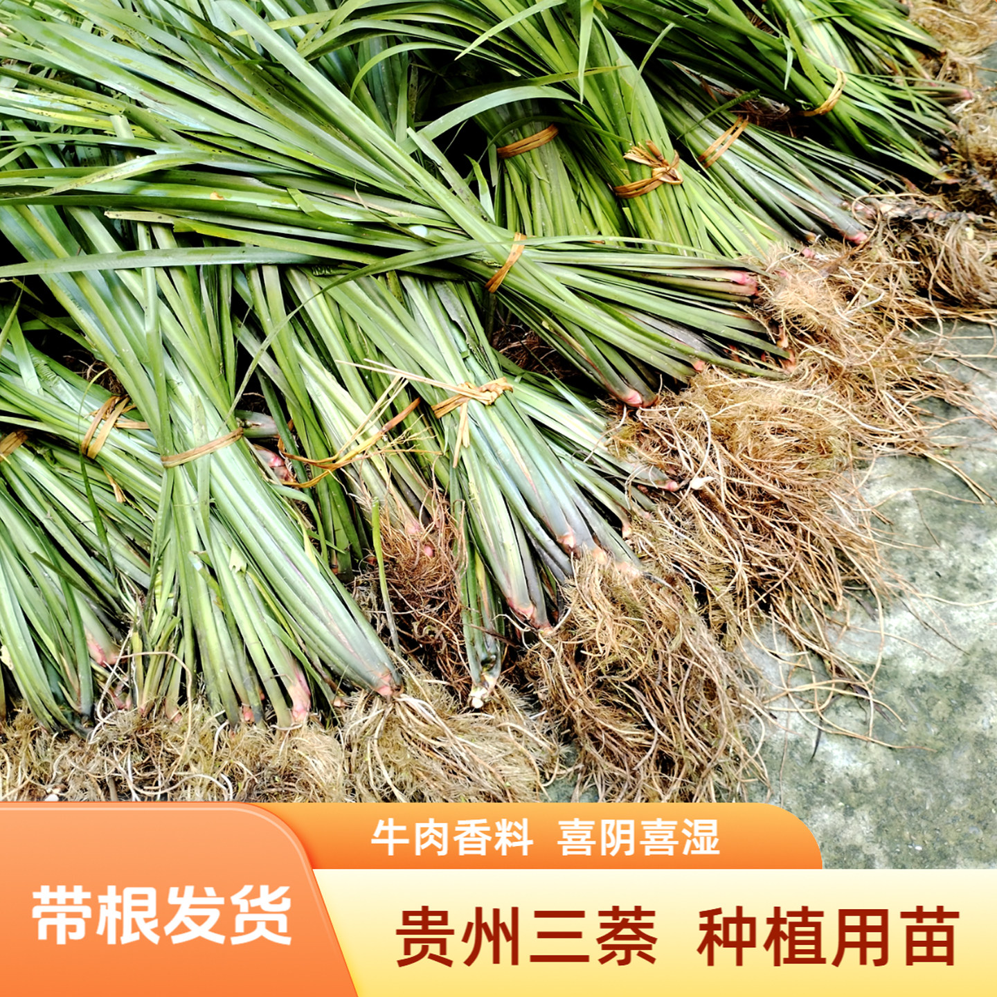 贵州三奈苗种植三萘随手香五香草沙姜随手香牛肉香食用香料卤料