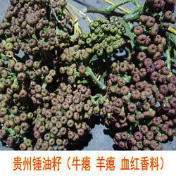 正宗贵州锤油籽锤油子干货吴茱萸黎平榕江牛羊瘪火锅调料配料香料