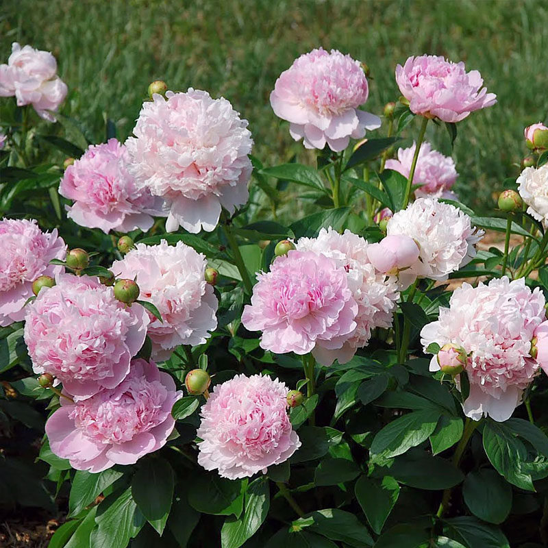 芍药花苗菏泽精品荷兰进口真品根块大花正宗洛阳盆栽庭院窗台草本