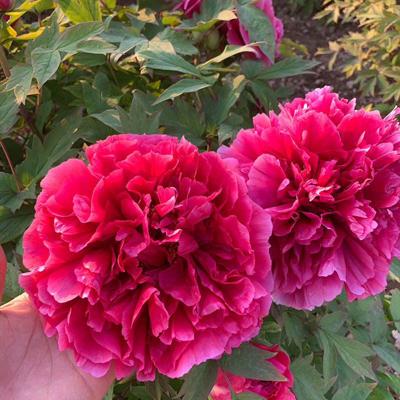 花王牡丹菏泽正宗真品花苗洛阳红阳台窗台盆栽庭院地栽绿植包成活
