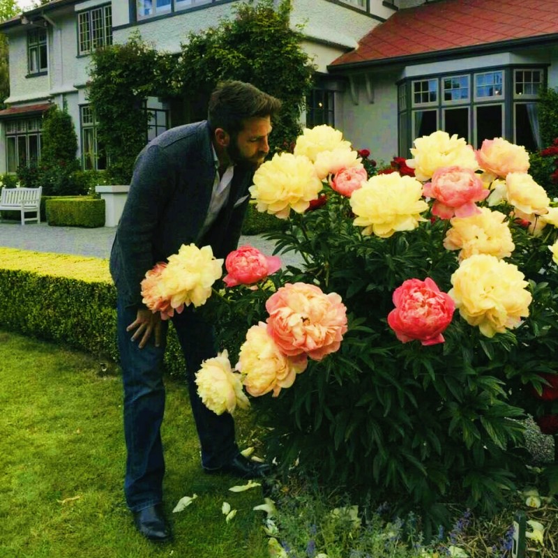 芍药种苗鲜花花苗室外芍药