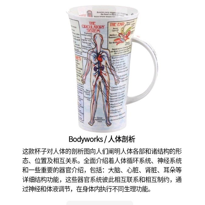 DUNOON丹侬骨瓷马克杯人体解剖水杯骨骼人体医学科普医生护士礼物