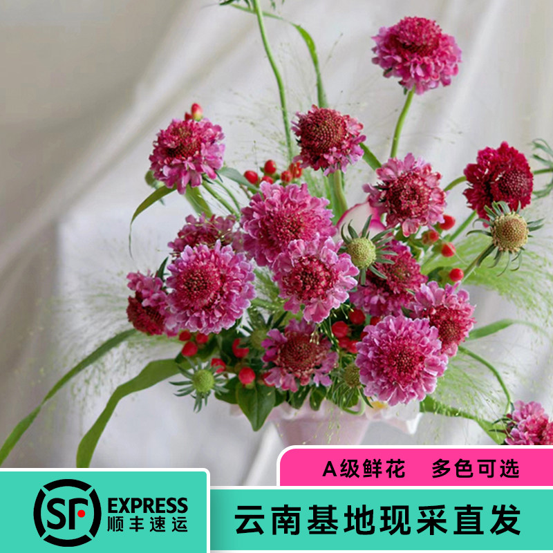 a级松虫草蓝盆花鲜花室内家庭办公室内插花高品质鲜花云南鲜花