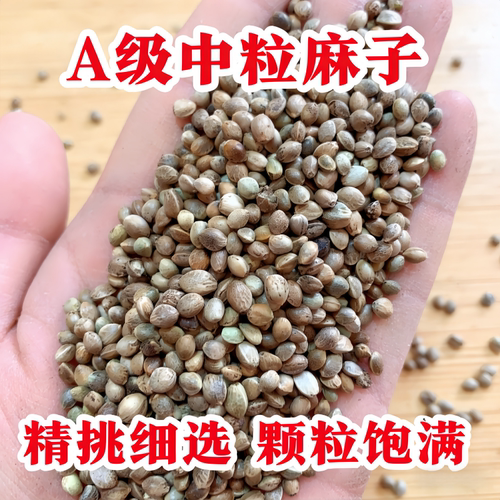 甘肃特产纸壳麻子鹦鹉鸽粮