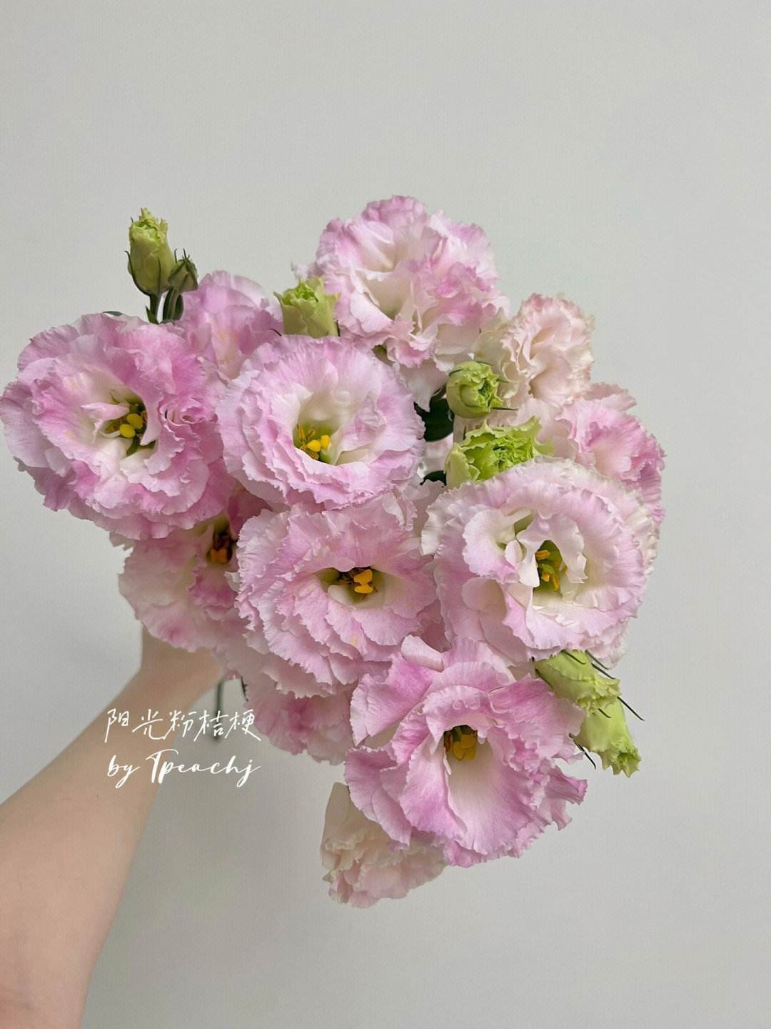 【b级】洋桔梗鲜花云南基地直发鲜切花-阳光粉 0.6kg/扎