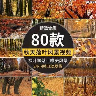 秋天枯叶红枫叶森林树木秋风落叶唯美怀旧伤感凋零飘落短影片素材