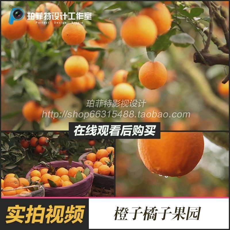 实拍果园果林果树种植橘子橙子甜橙脐橙采摘丰收绿色健康视频素材,商务/设计服务,设计素材/源文件,淘宝优惠券,粉丝福利购,淘宝优惠卷