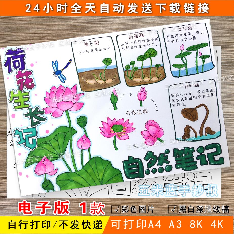 155-荷花生长记手抄报模板电子版植物生长日记的一生自然笔记小报
