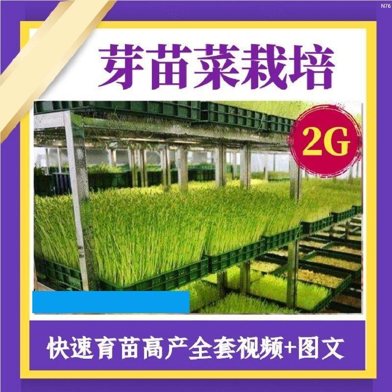 芽苗菜栽培技术视频教程室内种植豆苗无土育苗无公害香椿苗花生芽