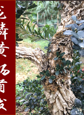 黄杨盆景 龙鳞黑珍珠黄杨苗 小叶皱皮雀舌黄杨树老桩【新品种】