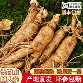 包邮 鲜人参长白山人参8 10支500克泡酒煲汤人叁顺丰