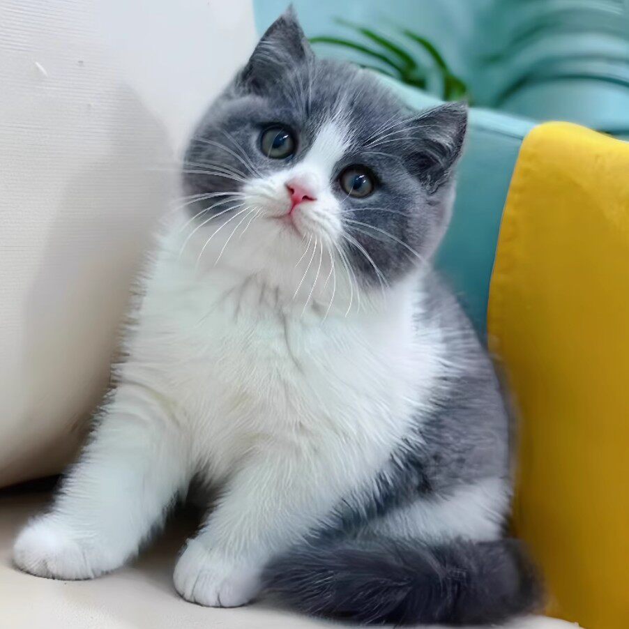 英短蓝白幼崽猫咪活体宠物小奶猫矮脚纯种长短毛猫（视频挑选）