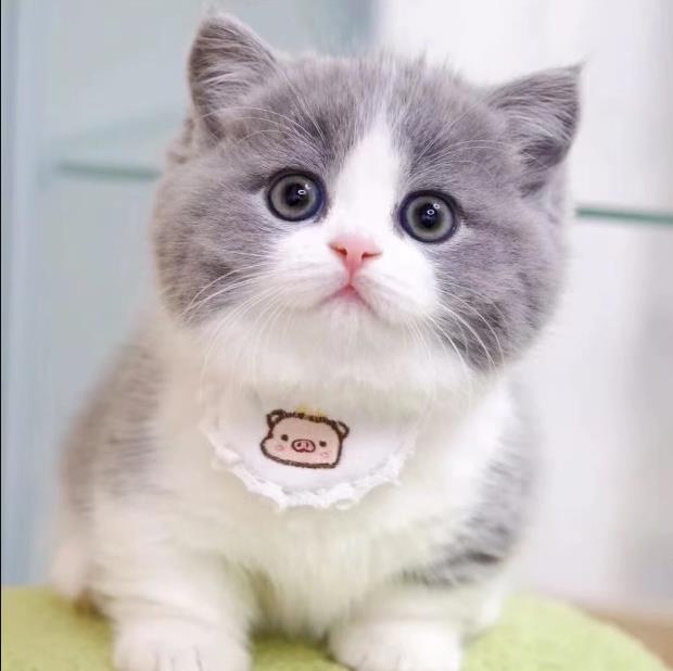 英短蓝白猫幼崽宠物英短蓝白猫小奶猫纯种高品质（视频挑选）