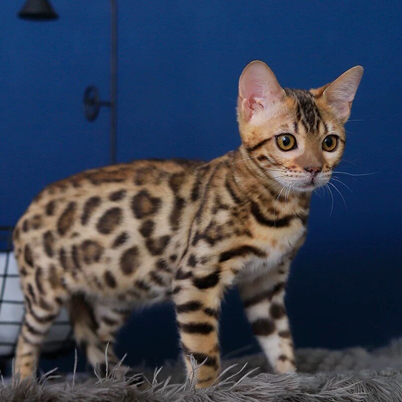 孟加拉豹猫幼崽猫咪孟加拉豹猫小奶猫纯种高品质（视频挑选）