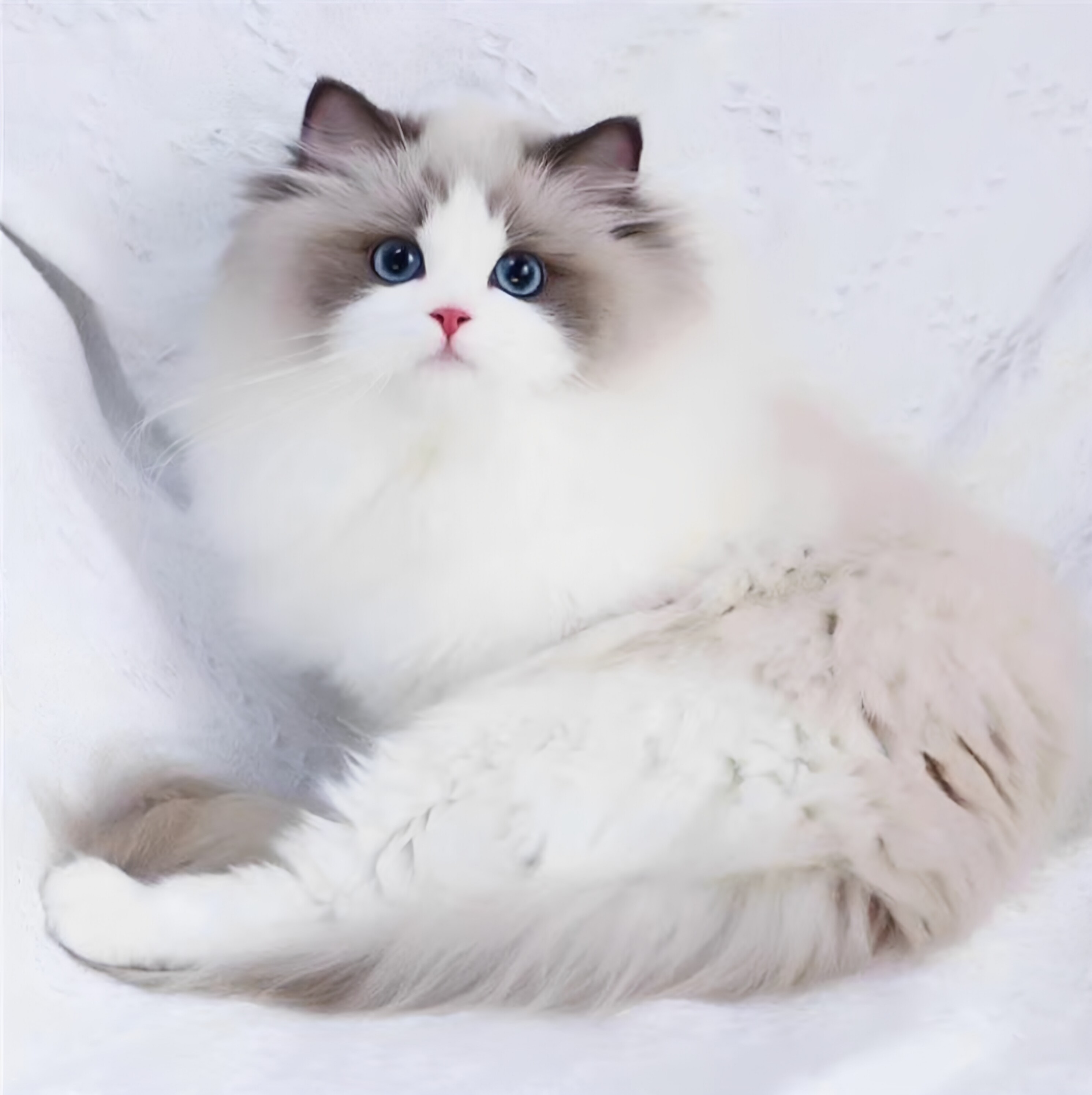 布偶猫幼崽猫咪活体宠物小奶猫矮脚纯种长短毛猫（预付款定金）