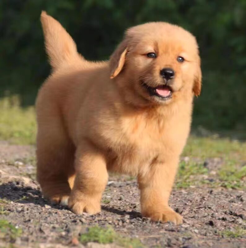 金毛犬幼犬大型犬金毛犬幼崽宠物活体纯种寻回犬(视频挑选)