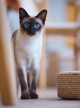 暹罗猫幼崽猫咪活体宠物暹罗猫小奶猫纯种高品质（视频挑选）