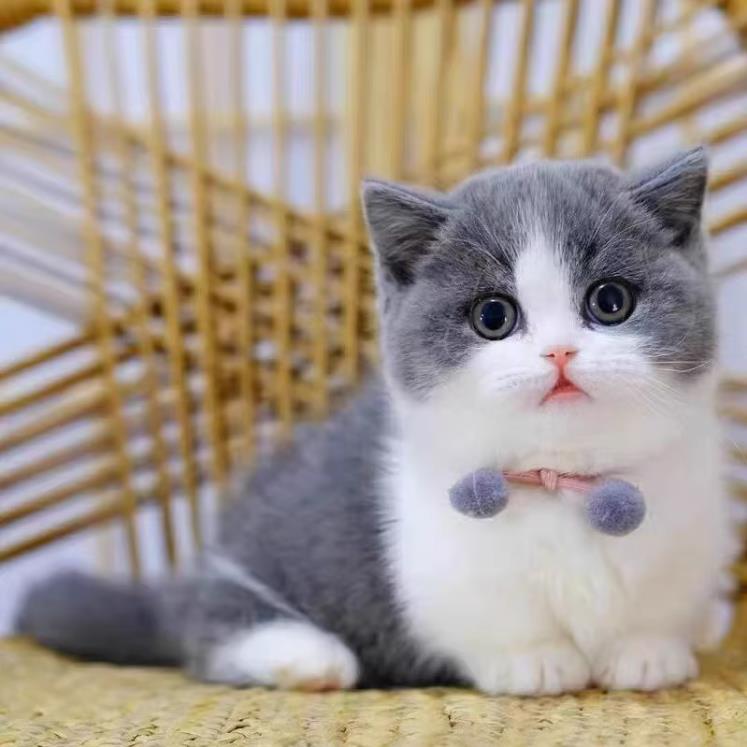 英短蓝白猫幼崽宠物英短蓝白猫小奶猫纯种高品质（视频挑选）