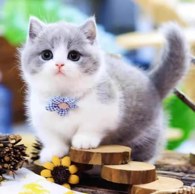 英短蓝白猫幼崽宠物英短蓝白猫小奶猫纯种高品质（视频挑选）