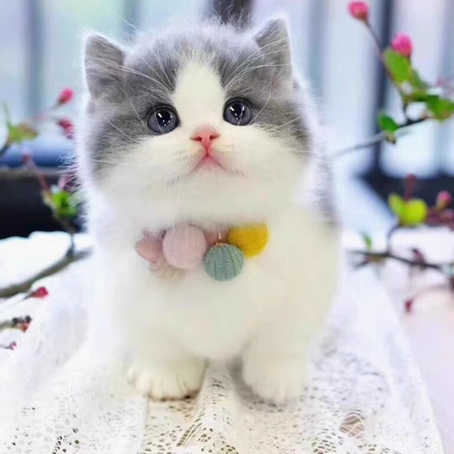 英短蓝白幼崽猫咪活体宠物小奶猫矮脚纯种长短毛猫（视频挑选）