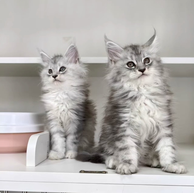 缅因猫幼崽猫咪活体宠物小奶猫矮脚纯种长短毛猫（预付款定金）