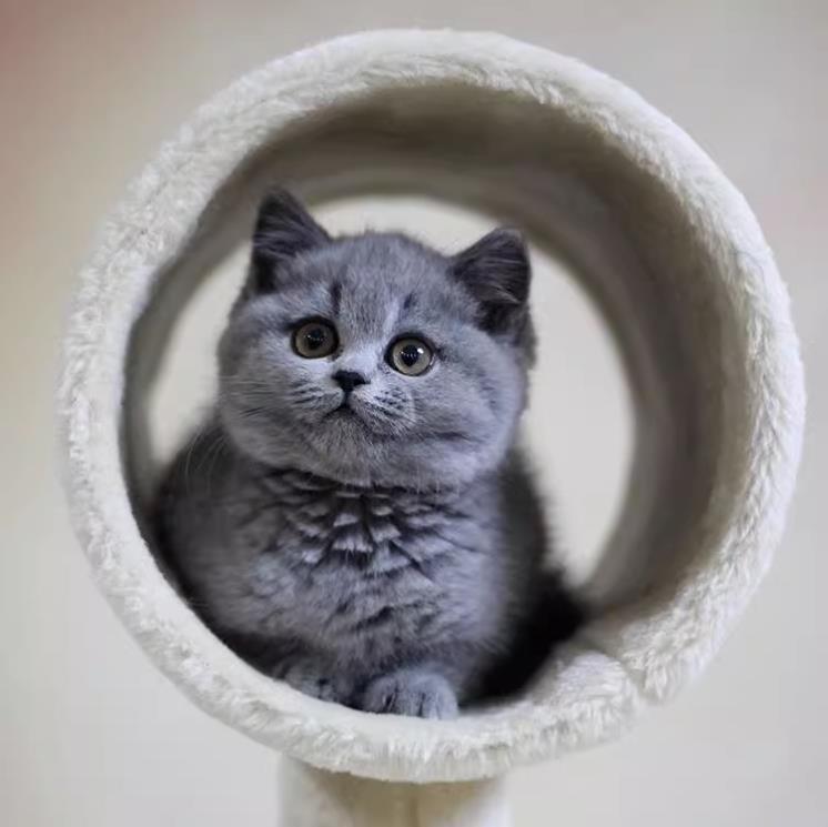 英短蓝猫幼崽猫咪活体英短蓝猫小奶猫纯种高品质（视频挑选）