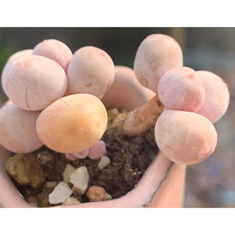 彩虹奶酪多肉植物稀有品种韩国奶酪日系芭比奶酪罕见多肉一物一拍