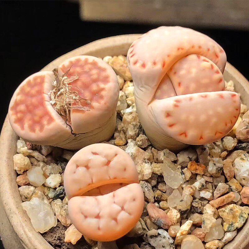 生石花小屁屁三头韩国多肉盆栽多肉稀有多肉贵货多肉老桩多肉