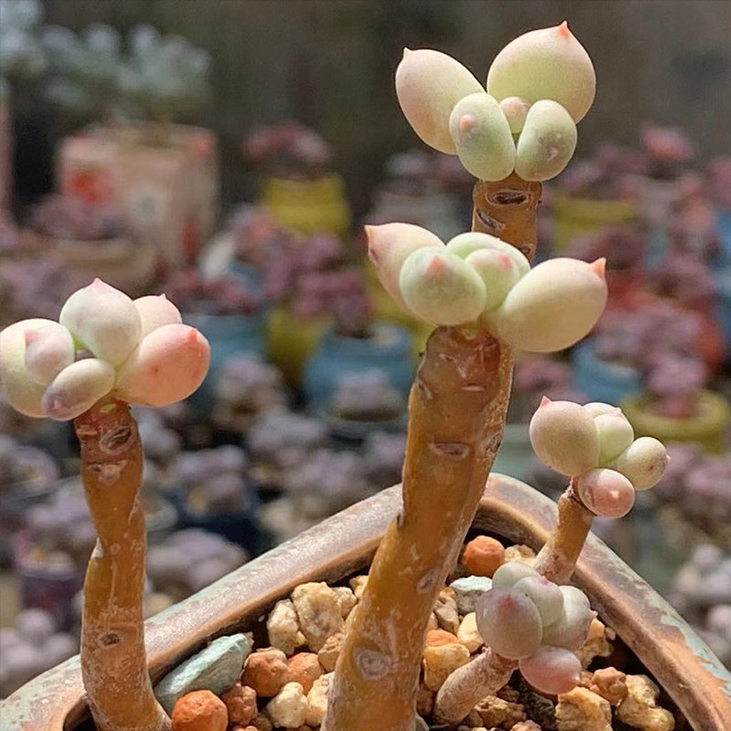 蛋黄奶酪彩虹奶酪苹果奶酪果冻奶酪多肉植物稀有品种韩国进口罕见