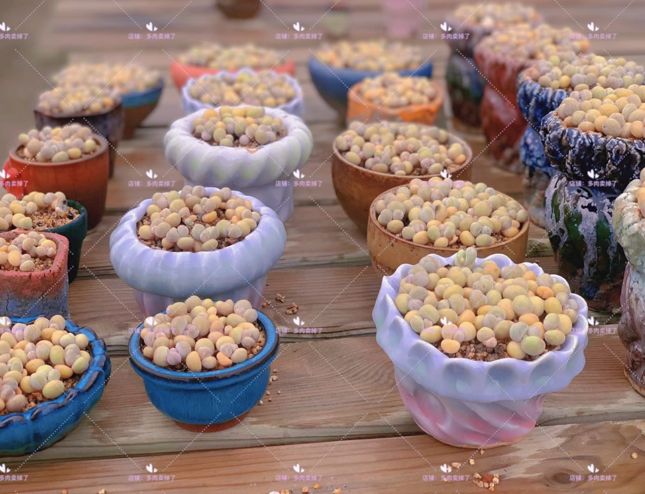 新人专拍付款链接直播选购带盆带土发货顺丰空运