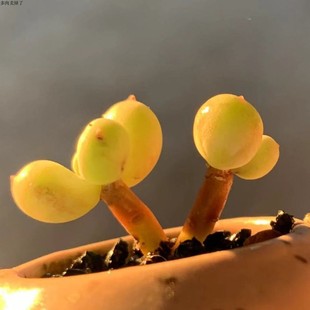 苹果奶酪果冻奶酪蜜桃奶酪晶莹老桩多肉稀有多肉贵货多肉 美丽