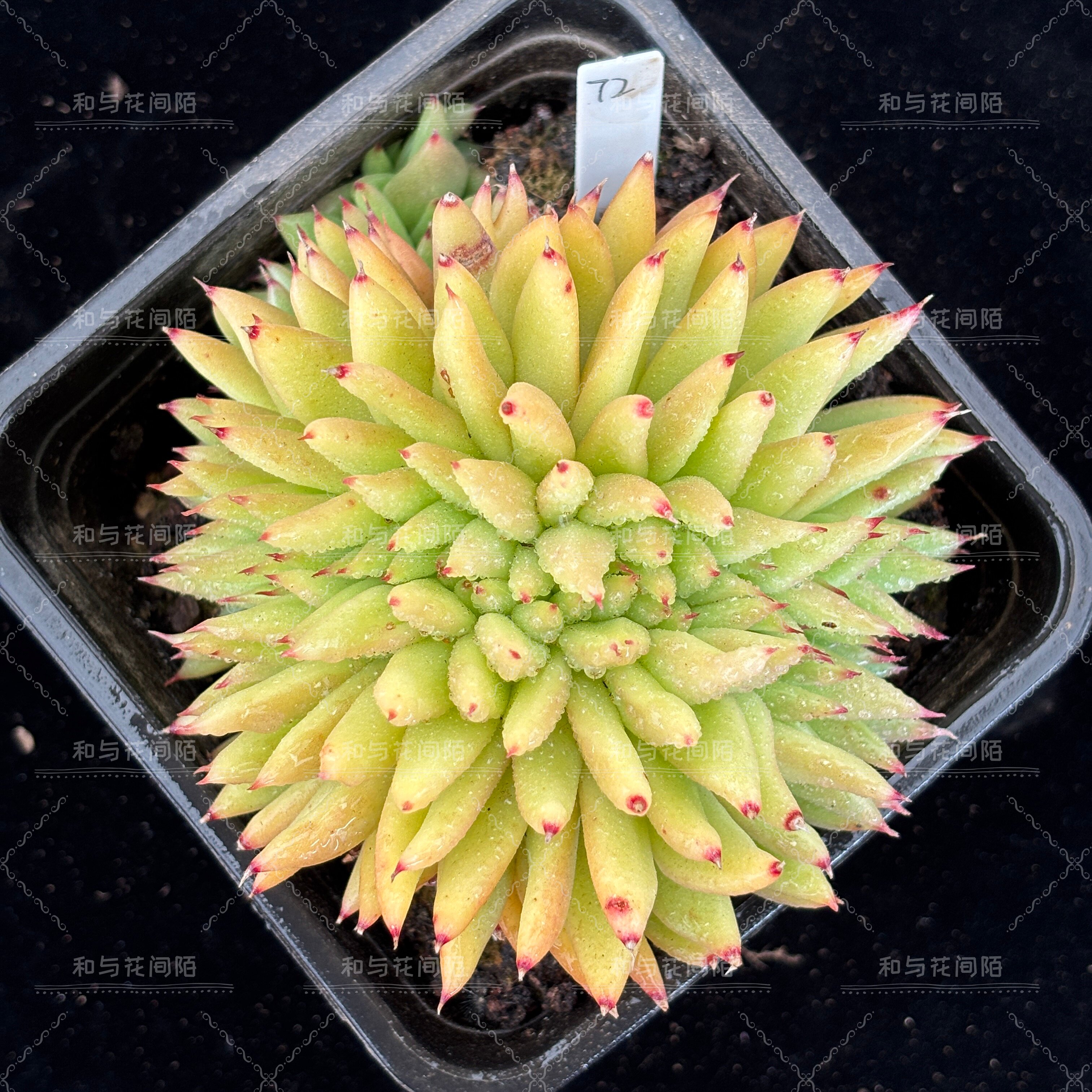 龙牙缀【一物一拍】多肉植物云南盆栽绿植室内花卉阳台好养办公室