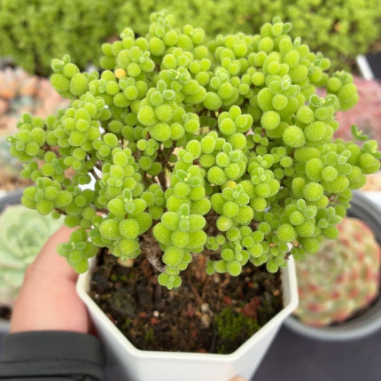 蜜橘糖球