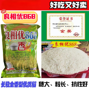 广东晚稻种长粒浓香型水稻种子长粒型水稻种子良相优868金奖品种